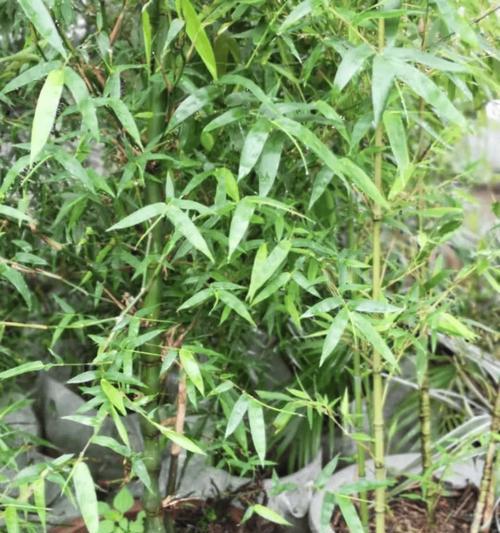 竹子种子种植需要注意哪些事项？