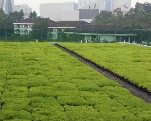 屋顶绿化推荐种植哪些植物？