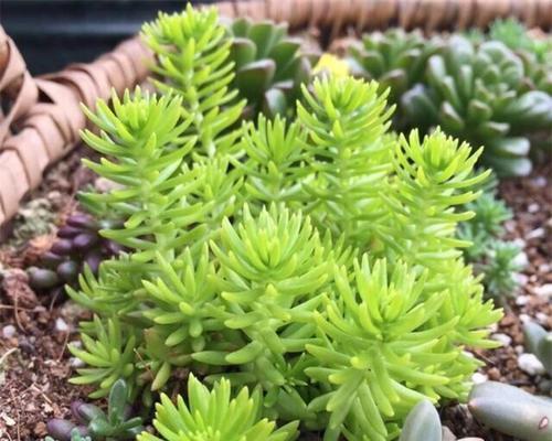 屋顶绿化推荐种植哪些植物？