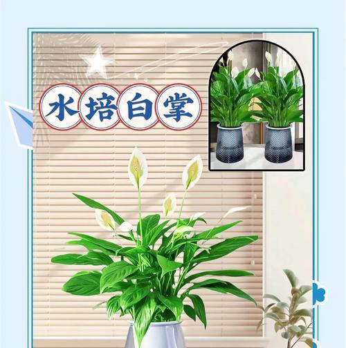 白掌不开花的常见原因和解决方法是什么？