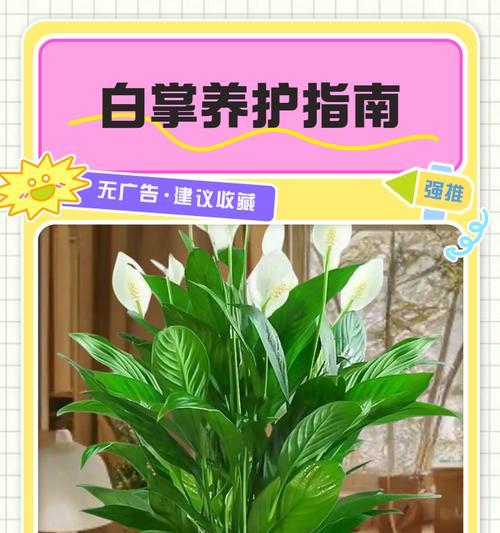 白掌不开花的常见原因和解决方法是什么？