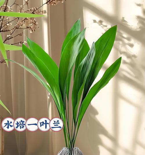 什么花不需要阳光？有哪些室内植物适合低光环境？