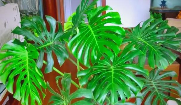 什么花不需要阳光？有哪些室内植物适合低光环境？