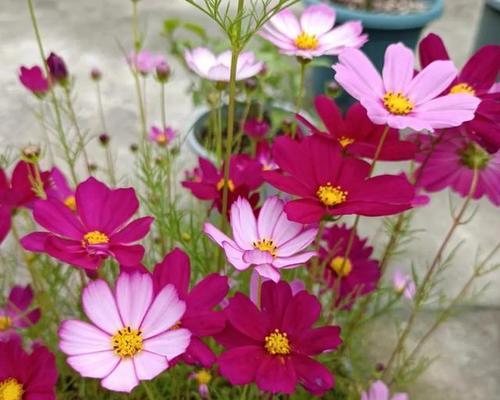 夏天有什么花开？夏季花卉的种类及其特点是什么？