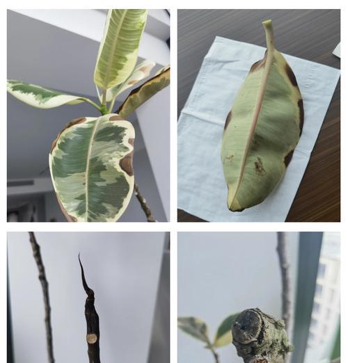 榕树盆景烂根的原因及解决办法是什么？