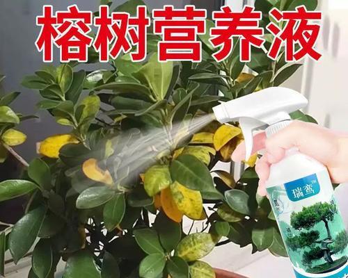 榕树盆景烂根的原因及解决办法是什么？