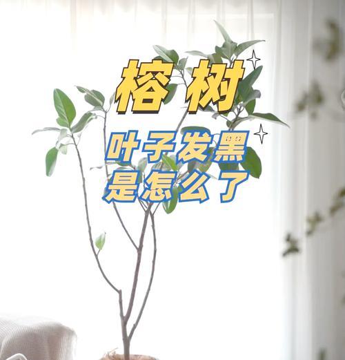 榕树盆景烂根的原因及解决办法是什么？