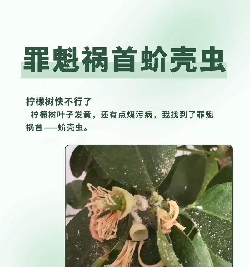 发财树出现介壳虫怎么办？如何有效防治？