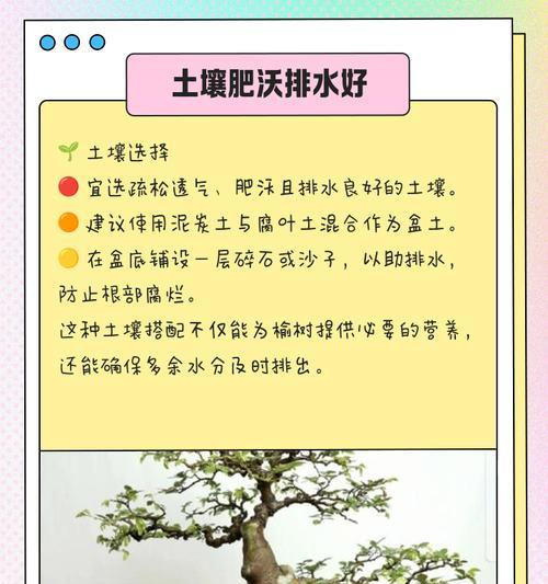 榆树养护技巧有哪些？