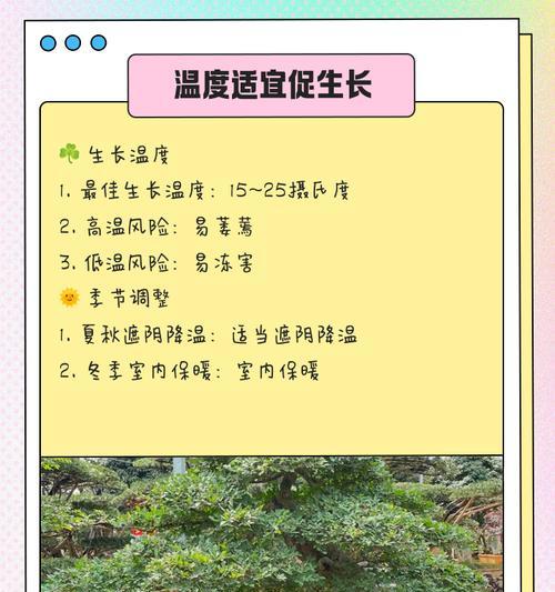 榆树养护技巧有哪些？