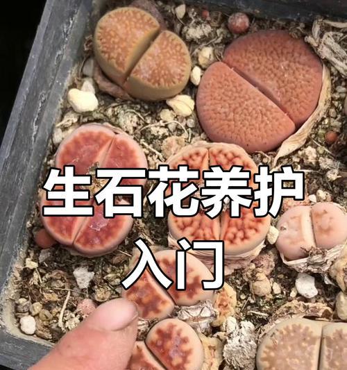 生石花浇水技巧是什么？