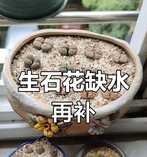 生石花浇水技巧是什么？