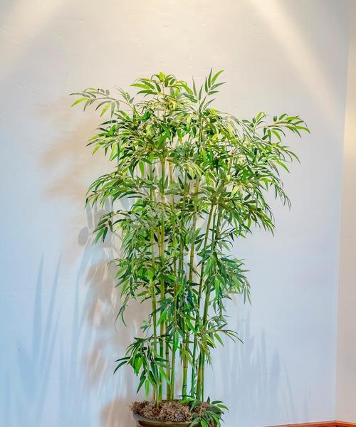 观音竹叶子发黄的原因及解决办法？