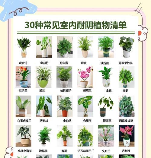 观音竹叶子发黄的原因及解决办法？