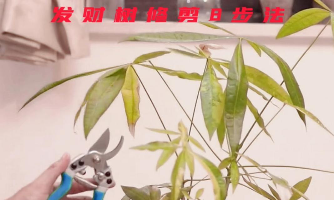 发财树修剪技巧是什么？