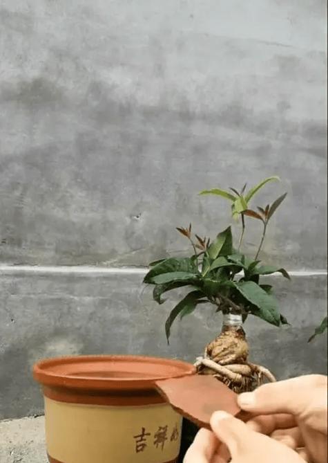 盆栽需要换盆的原因是什么？换盆的正确步骤和注意事项有哪些？