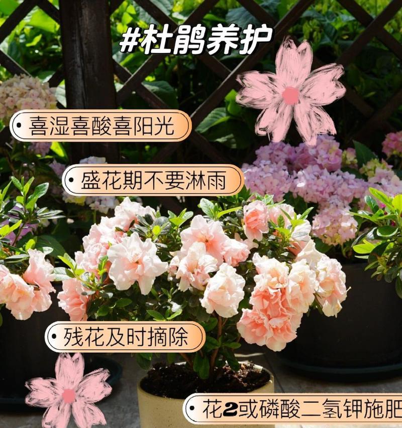 盆栽需要换盆的原因是什么？换盆的正确步骤和注意事项有哪些？