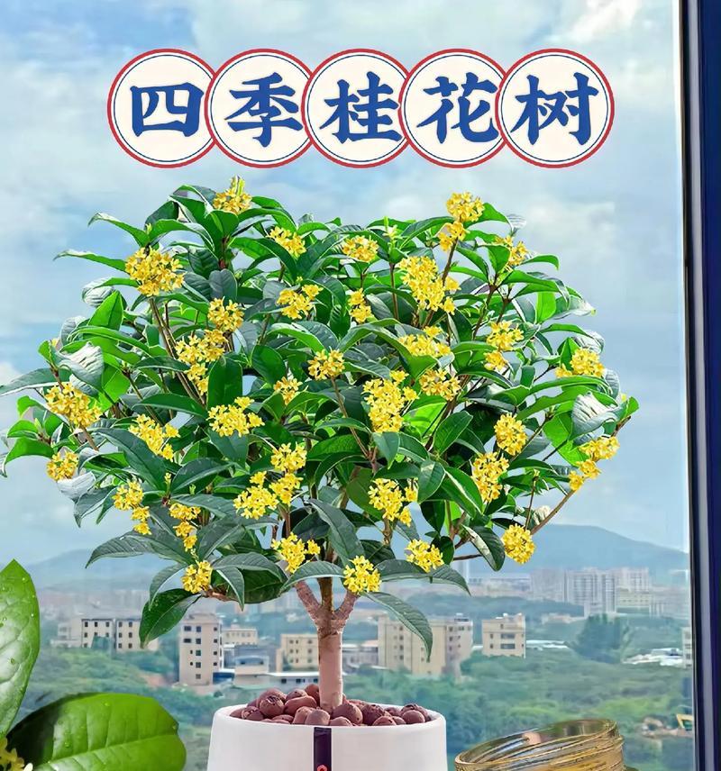 桂花树什么时候开花？如何养护才能促进花期？