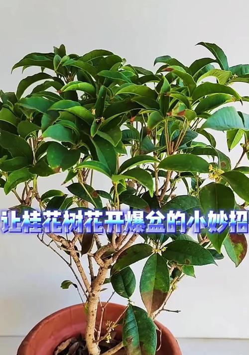 桂花树什么时候开花？如何养护才能促进花期？