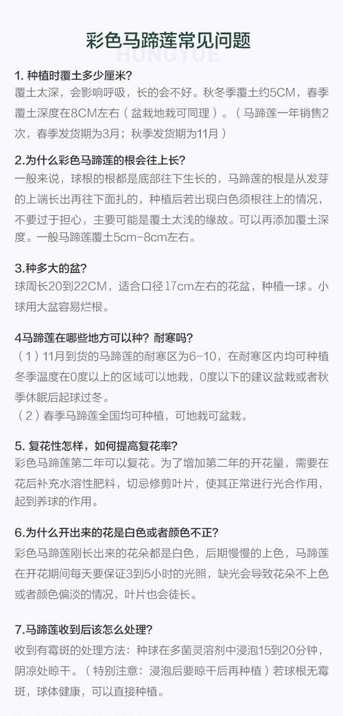 马蹄莲分球步骤和注意事项？