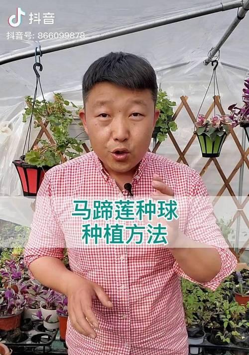 马蹄莲分球步骤和注意事项？