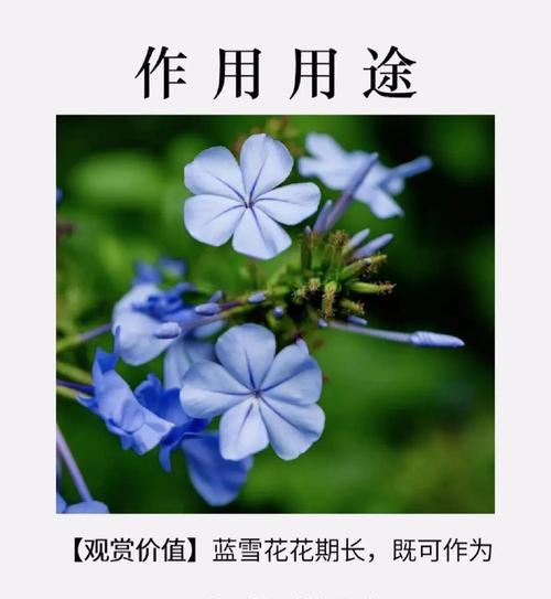 蓝雪花品种的花语是什么？蓝雪花品种如何种植？