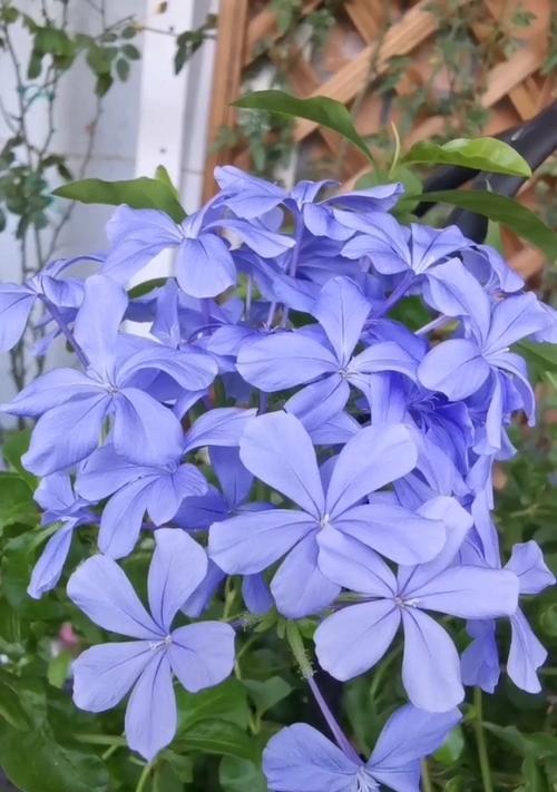 蓝雪花品种的花语是什么？蓝雪花品种如何种植？