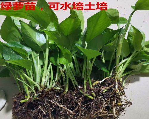 水培绿色植物有哪些？如何在家进行水培植物的养护？