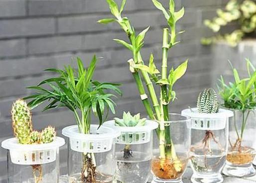 水培绿色植物有哪些？如何在家进行水培植物的养护？