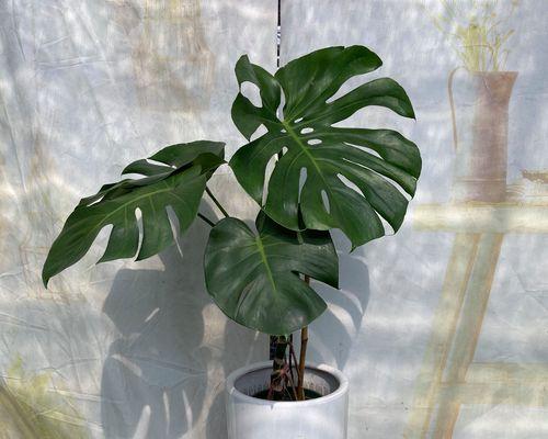 水培绿色植物有哪些？如何在家进行水培植物的养护？