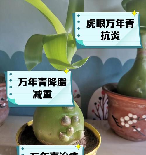 万年青种子播种方法及注意事项？