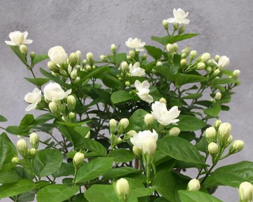 室内窗台适合种植哪些花卉？