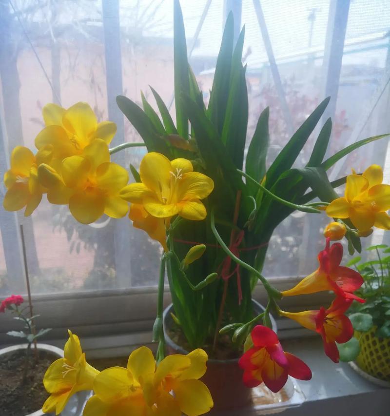 室内窗台适合种植哪些花卉？
