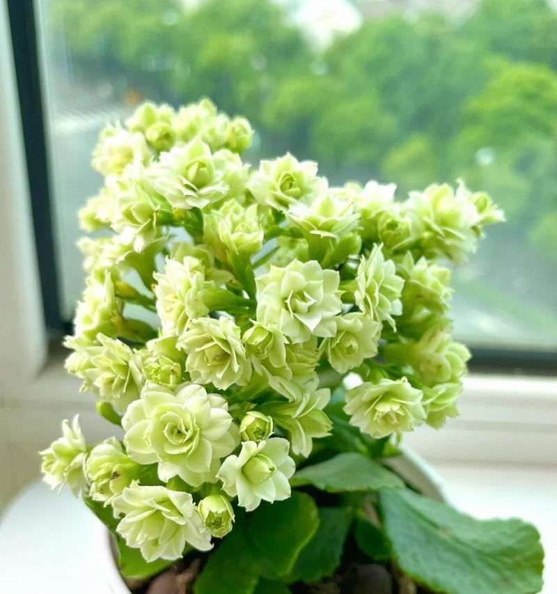 室内窗台适合种植哪些花卉？