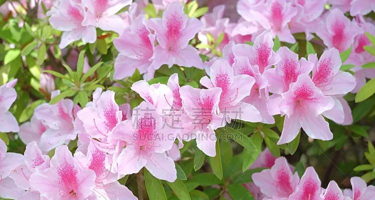 杜鹃花属于哪一类花卉？