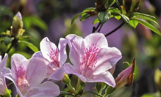 杜鹃花属于哪一类花卉？
