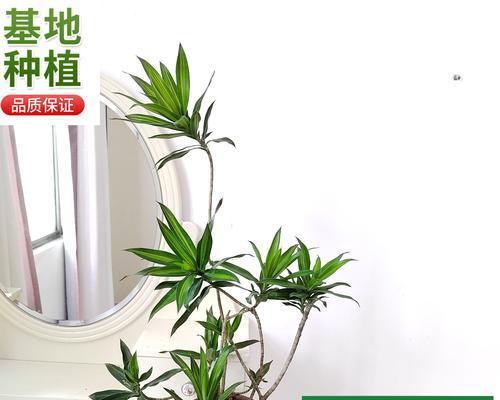 晚上浇水对植物有害吗？晚上浇花的正确方法是什么？