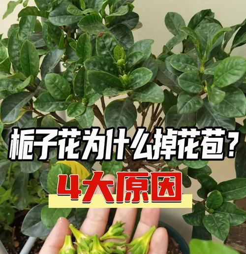 栀子花什么时候换盆？换盆时需要注意哪些事项？
