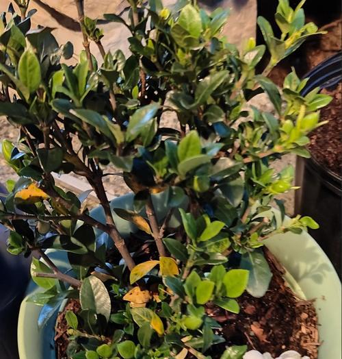 栀子花什么时候换盆？换盆时需要注意哪些事项？