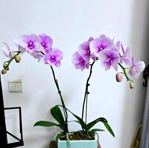 姜花的养殖技巧和常见问题有哪些？
