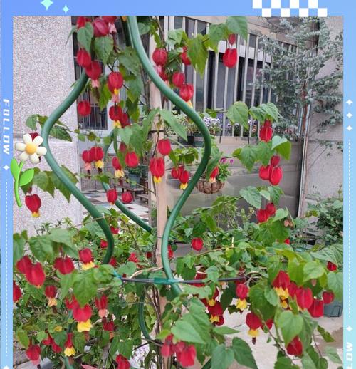 灯笼花有哪些品种？灯笼花品种选择指南是什么？