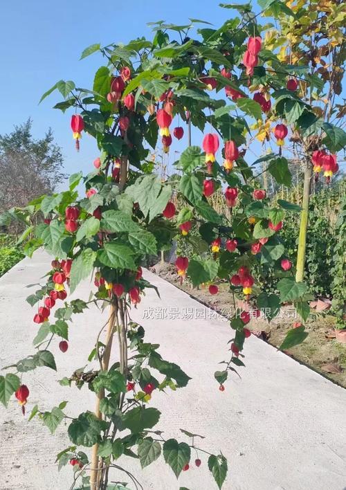 灯笼花有哪些品种？灯笼花品种选择指南是什么？