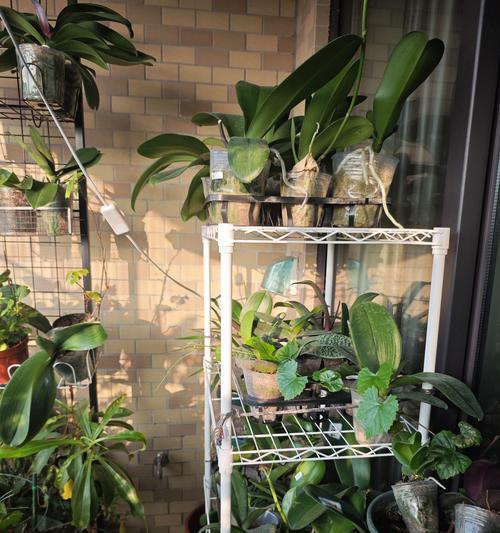 蝴蝶兰种植技巧有哪些？蝴蝶兰叶子发黄怎么办？
