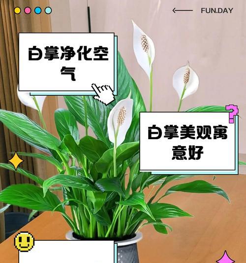 白掌养殖技巧有哪些？养殖白掌需要注意什么？