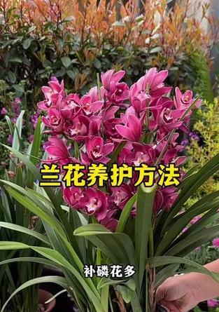 兰花的养护方法是什么？如何保持其长期开花？