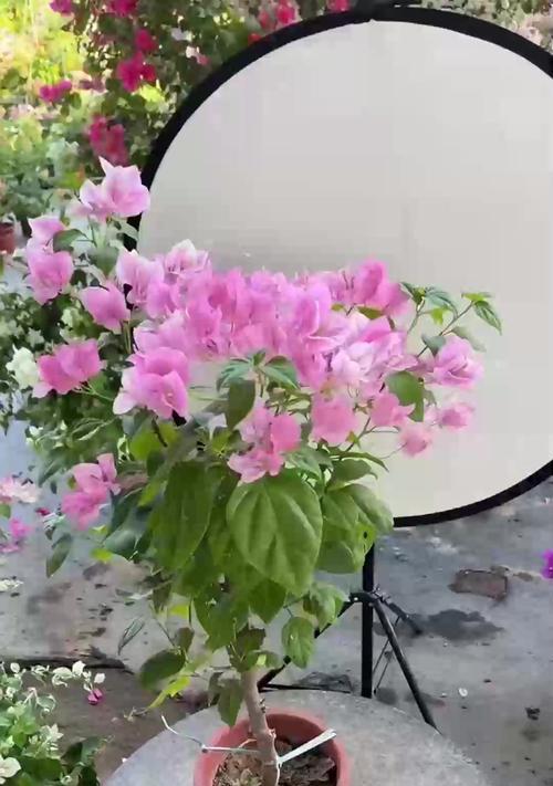 仙人掌鸾风玉锦的养殖要点？
