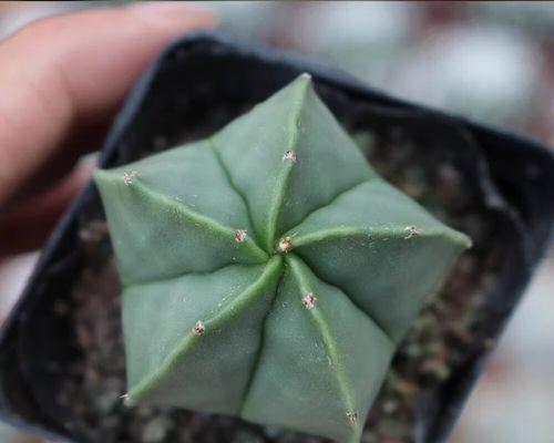 仙人掌鸾风玉锦的养殖要点？