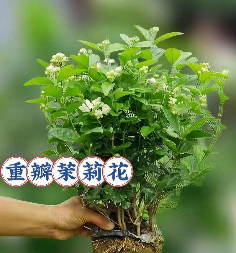 茉莉花的正确养殖方法是什么？