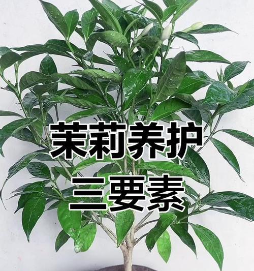 茉莉花的正确养殖方法是什么？