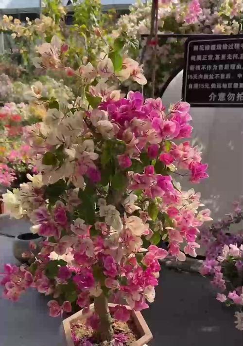 茉莉花的正确养殖方法是什么？